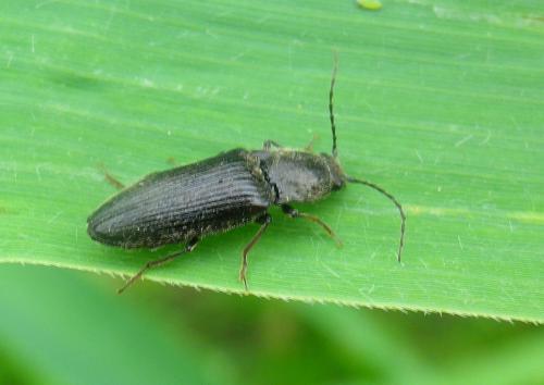 Réf. 184 027 : Hemicrepidius sp.